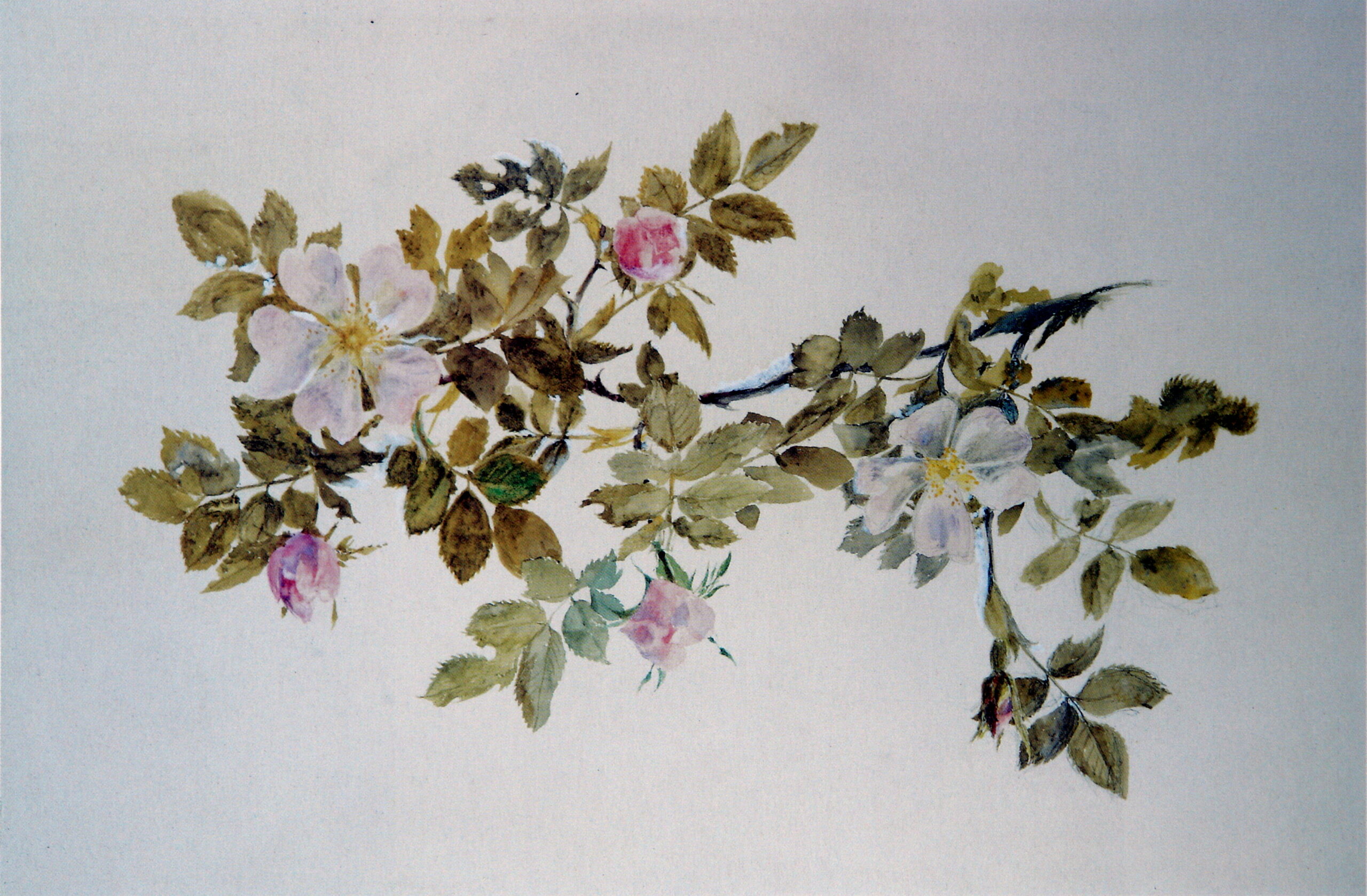 Étude d'une rose sauvage par John Ruskin